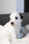 Parson Russell Terrier - ZKwP/FCI