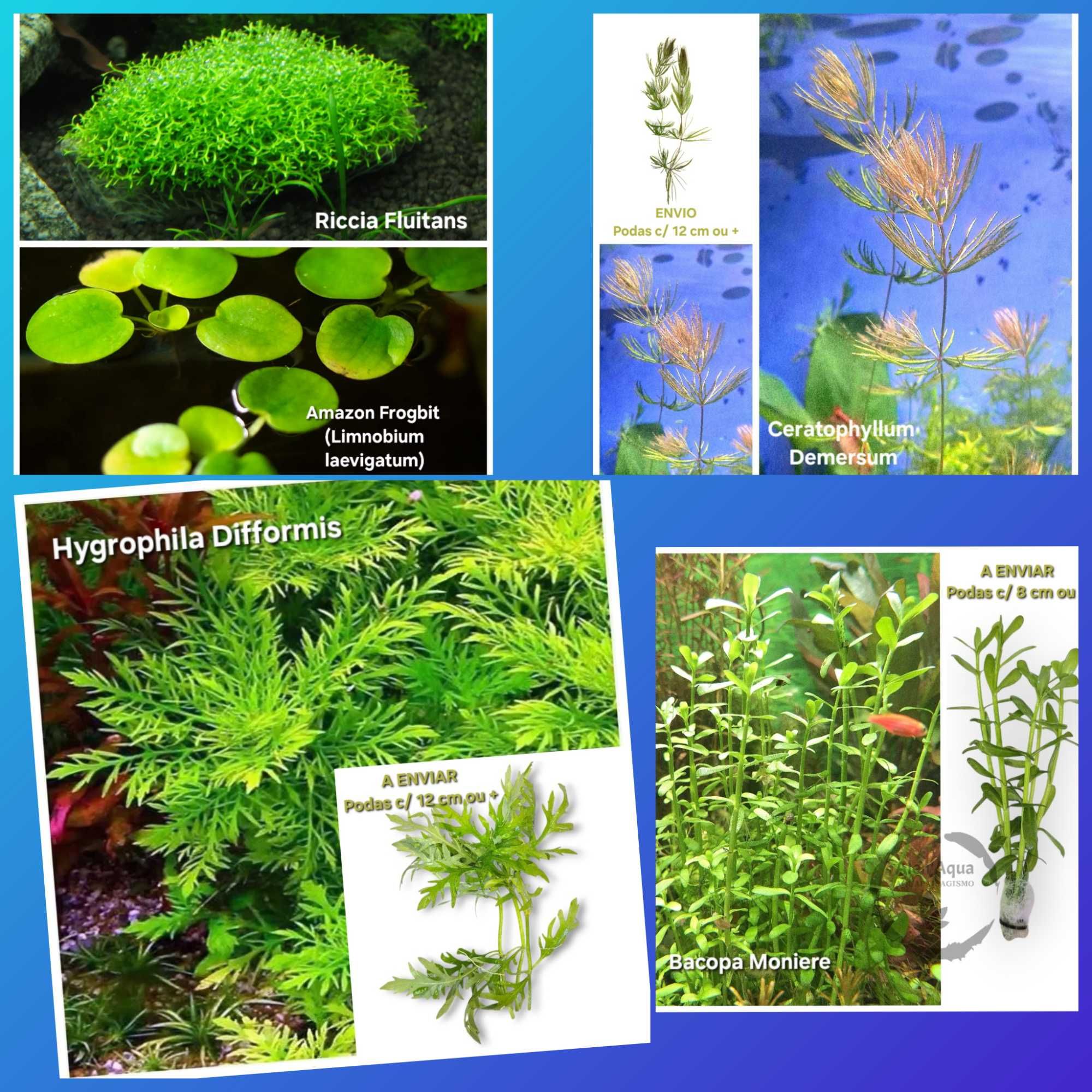 Pack de 40 Plantas Aquário - 13 Espécies