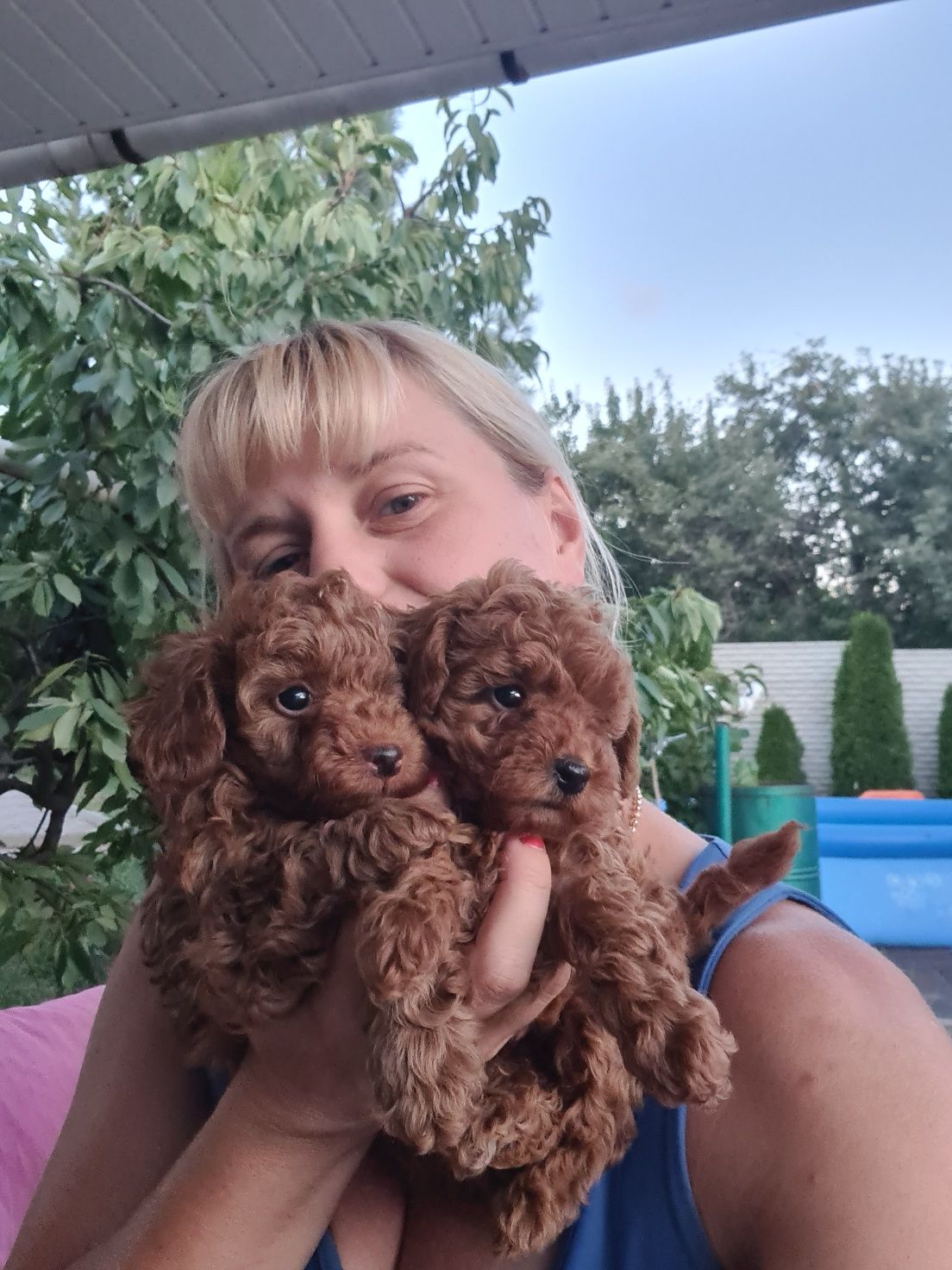 Детки той пуделя