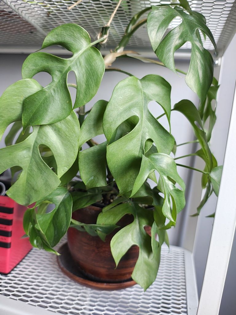 Raphidophora, Rafidofora tetrasperma zwana też monstra minima