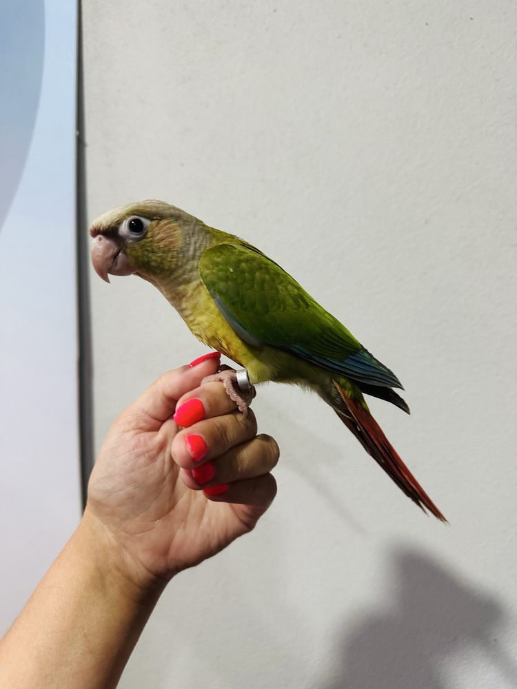 Pyrrhuras criadas á mão