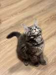 Koty Maine Coon kocięta z rodowodem