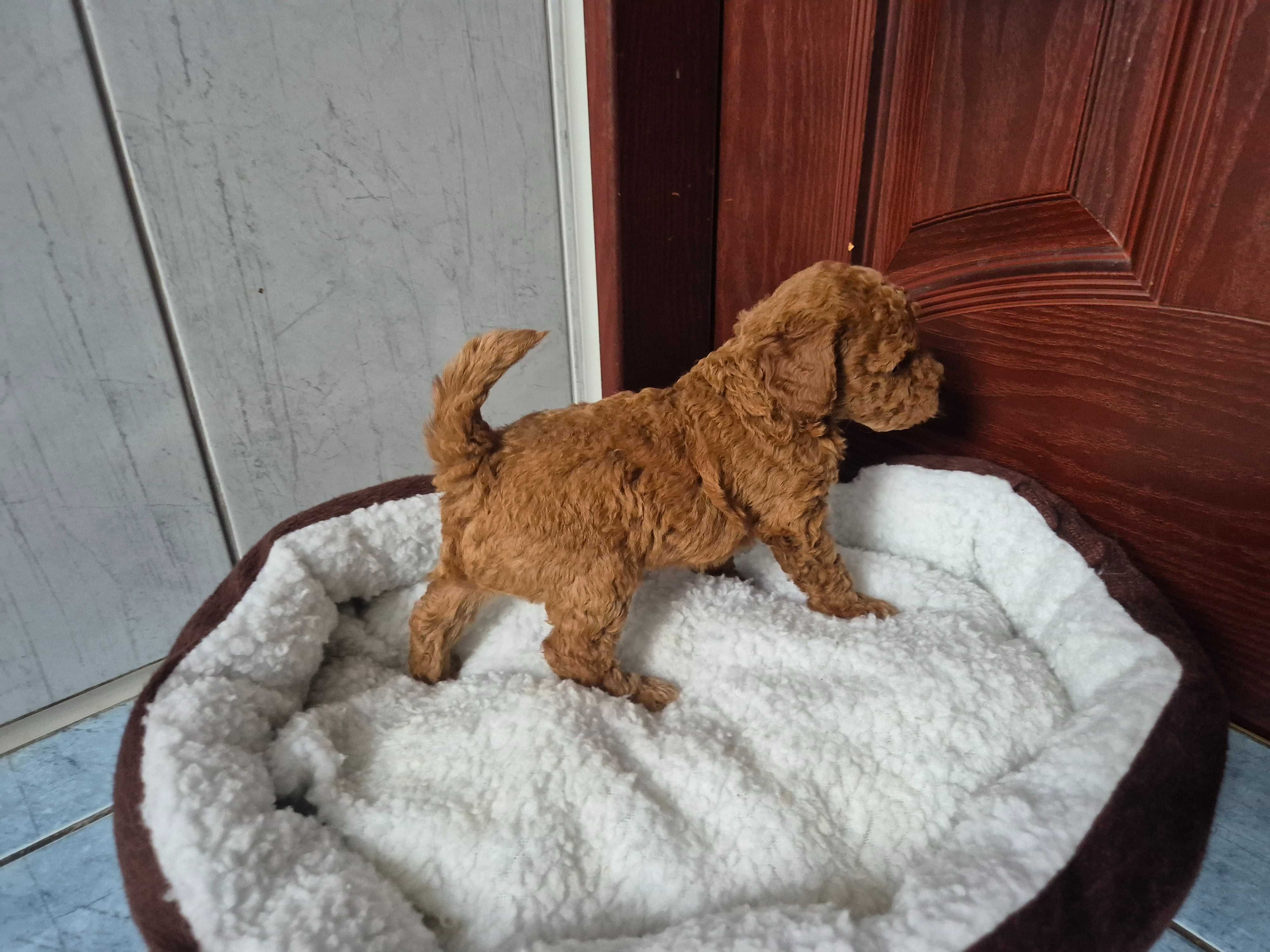 Pudel toy mini pudelek chłopiec Red brown