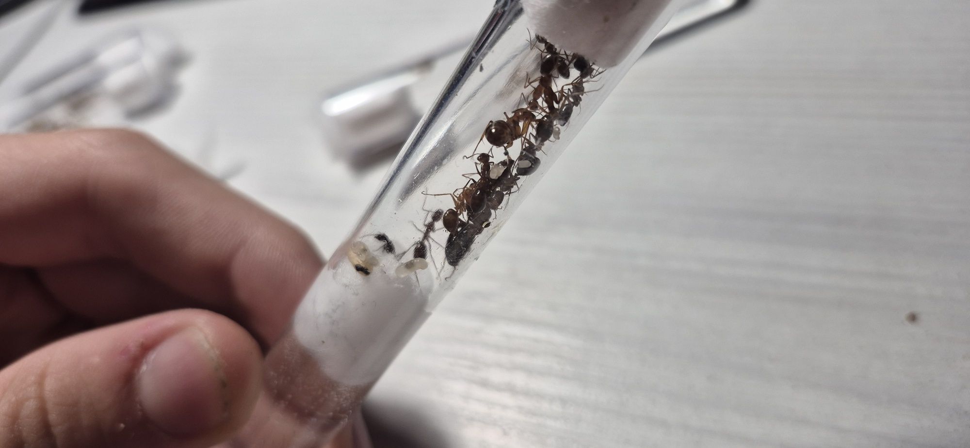 Camponotus turkestanicus
