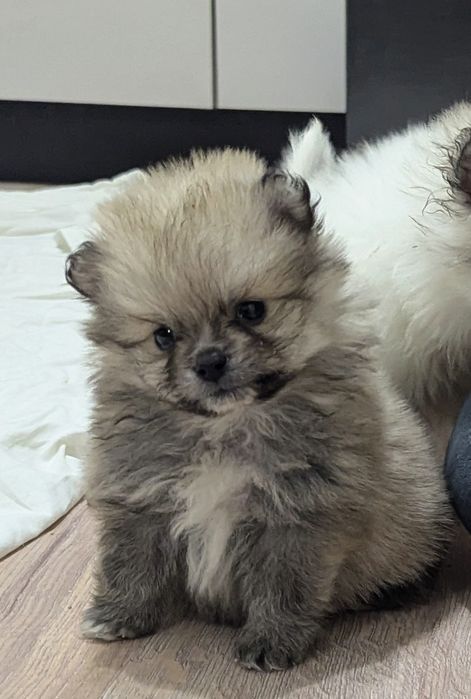 Померанскі малюки! Їдемо до вас