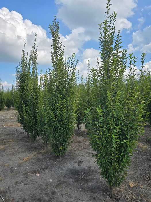 Grab kolumnowy fastigiata 350/400 cm - dostawa cała Polska.