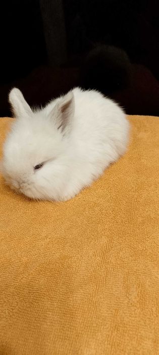 Króliczki miniaturki