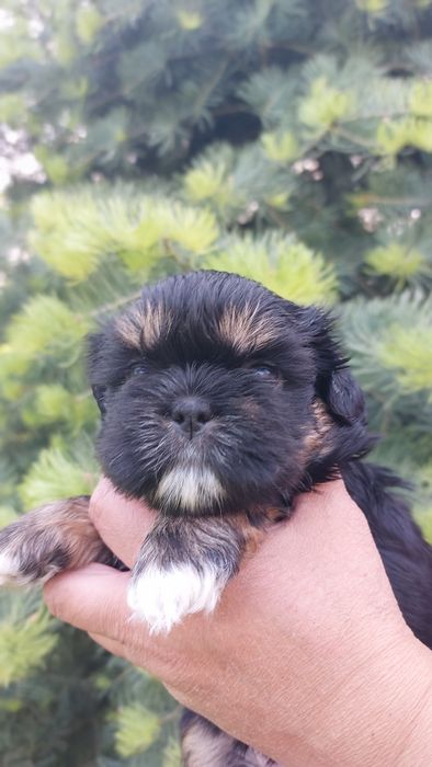 Shih-tzu czarna dziewczynka