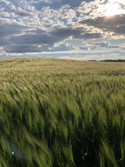 Оренда земельних ділянок (паї)