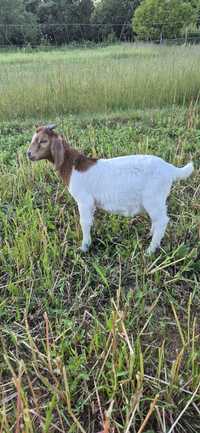 Cabrito boer puro