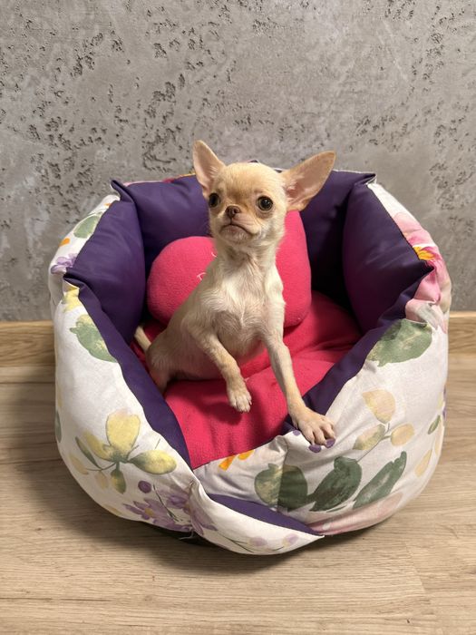 ***Amaris*** Idealna jak laleczka Chihuahua dziewczynka