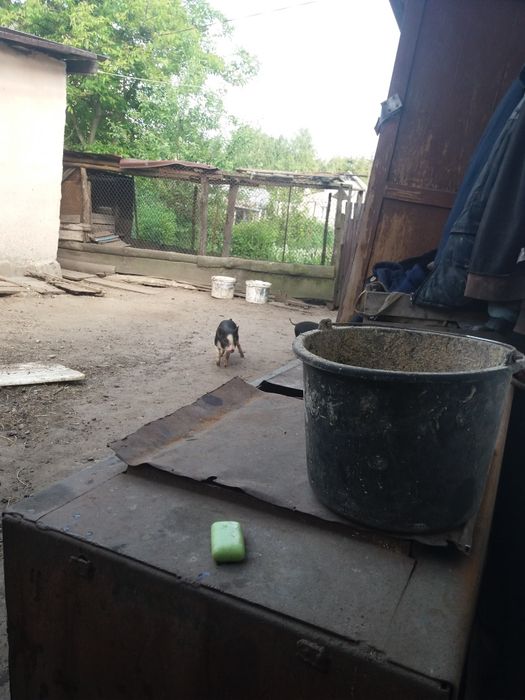 Поросята корейські 1500грн/шт