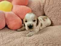 Dziewczynka Cocker Spaniel Angielski