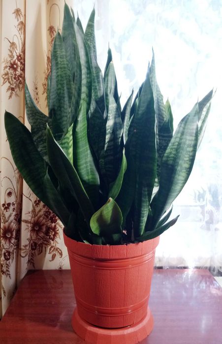 Сансевиерия Зейланика (Sansevieria Zeylaniсa)