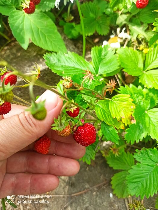 Суниця, з вусами