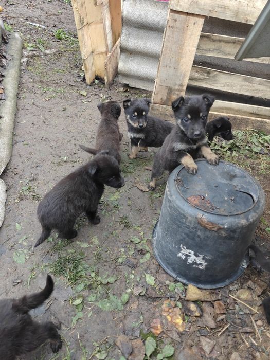 Віддам цуценят у добрі руки