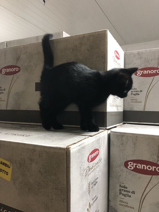 Віддам котиків у добрі руки