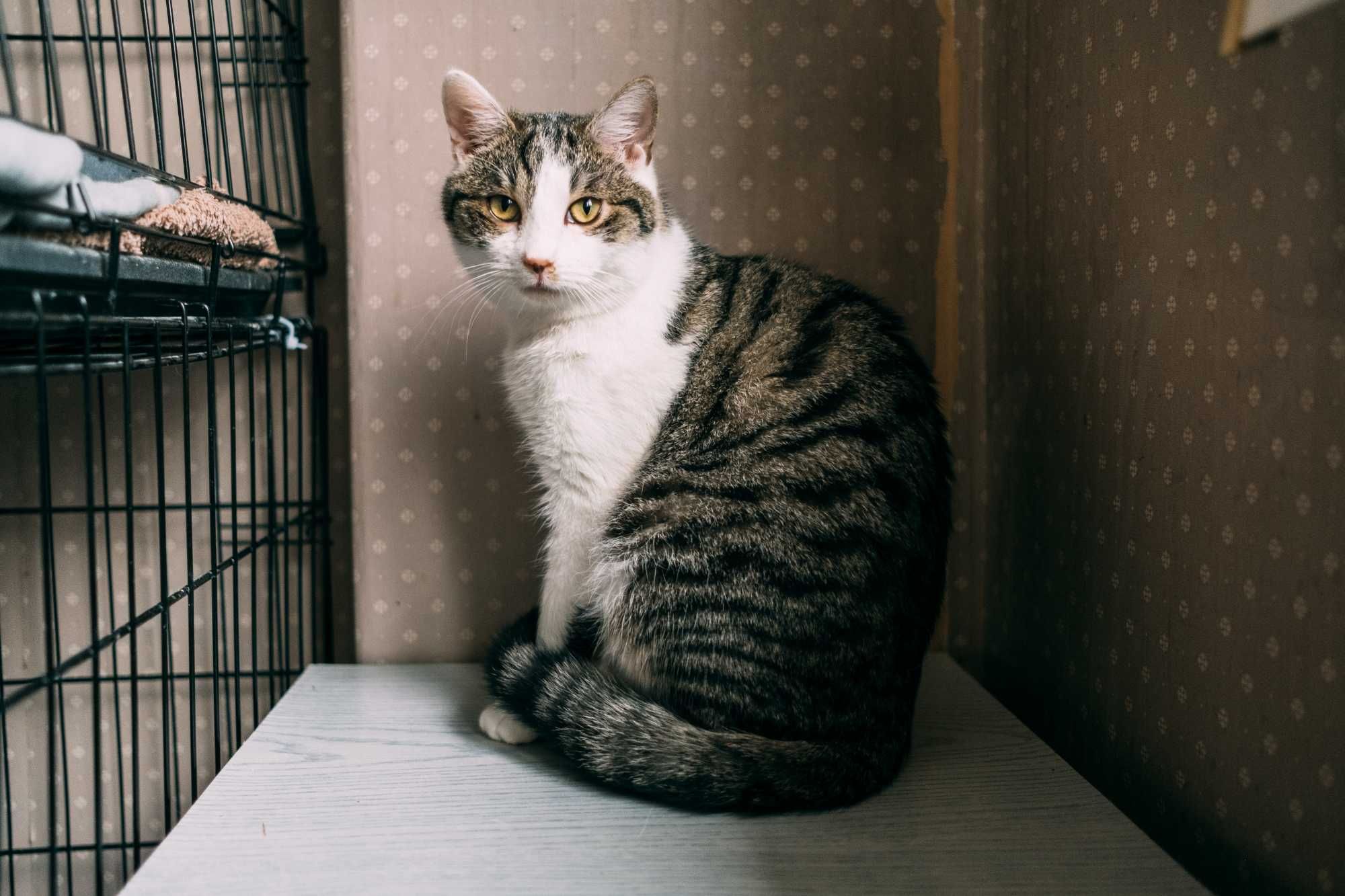 Ciastek - kocia słodkość czeka na dom! kocurek do adopcji!
