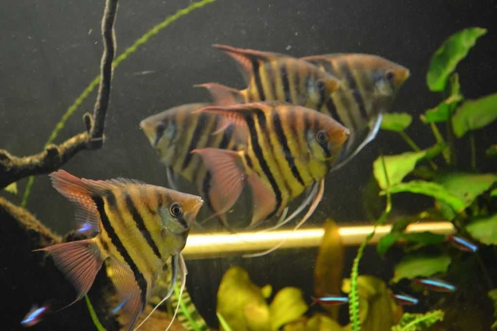 Żaglowiec skalar Leopolda - Pterophyllum leopoldi - DOWÓZ, WYSYŁKA