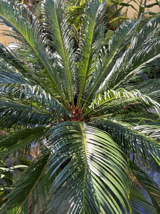 Cycas revoluta fantástica