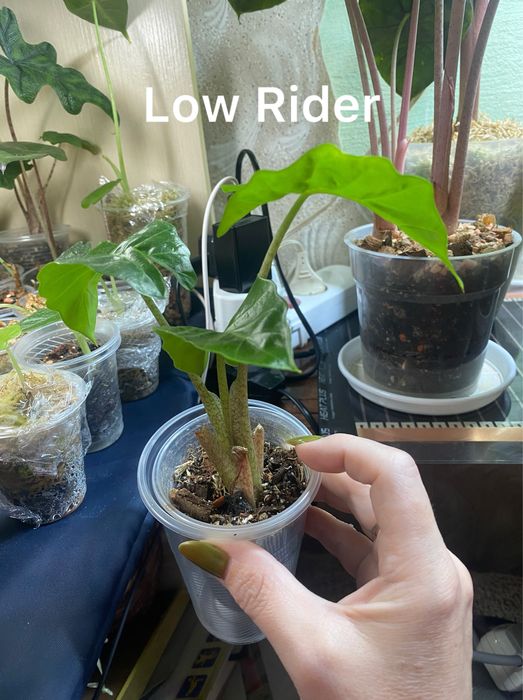 Продам алоказію от 100 грн