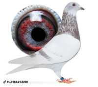 Młode para 101 Inbred Paszek 808 W.Tokarczyk gołąb gołębie pocztowe
