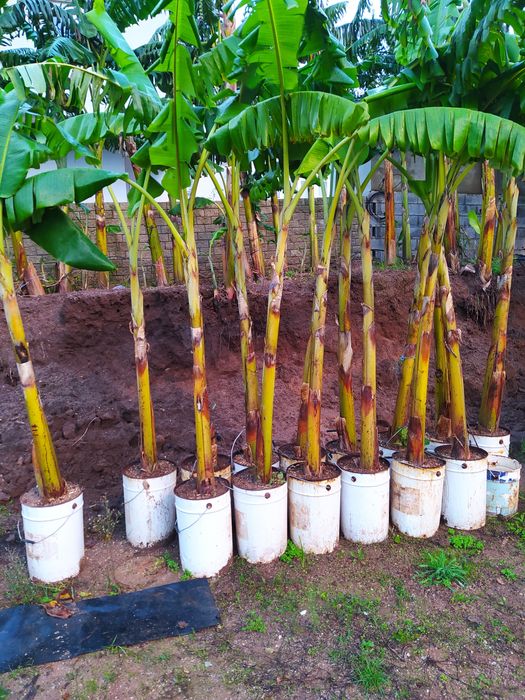 Bananeiras Maçã e Madeira