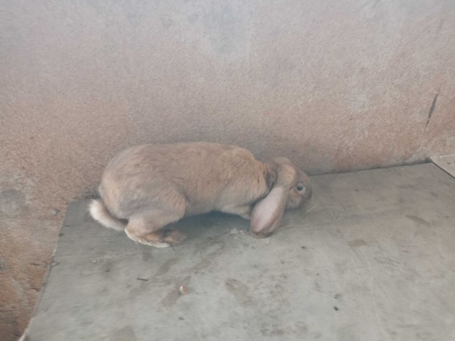 Królik samiec baran francuski