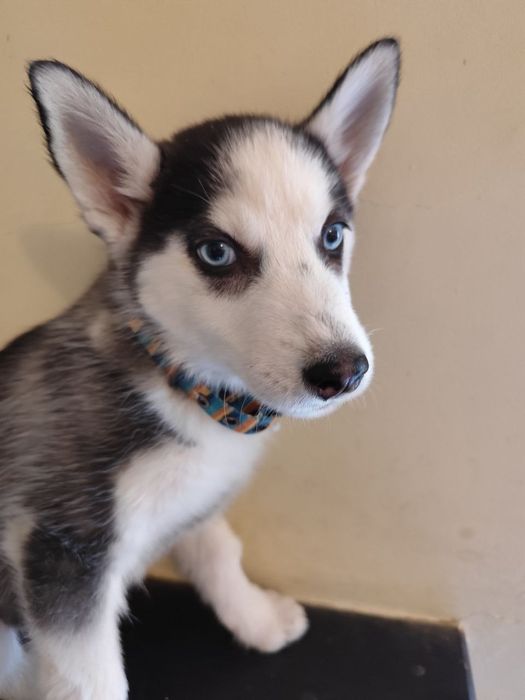 Черная девочка, породы сибирской Хаски.