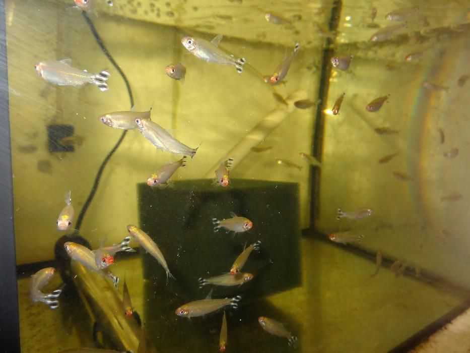 Brzanka, Gurami, Neon czerwony, Glonojad, Gupiki, Piskorek.