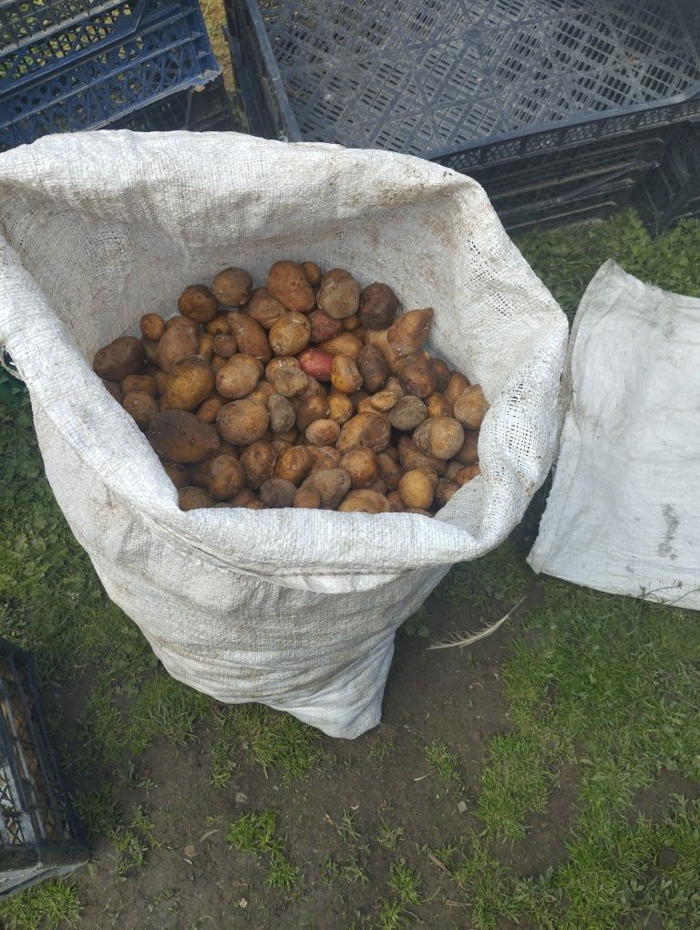 Продам дрібну картоплю