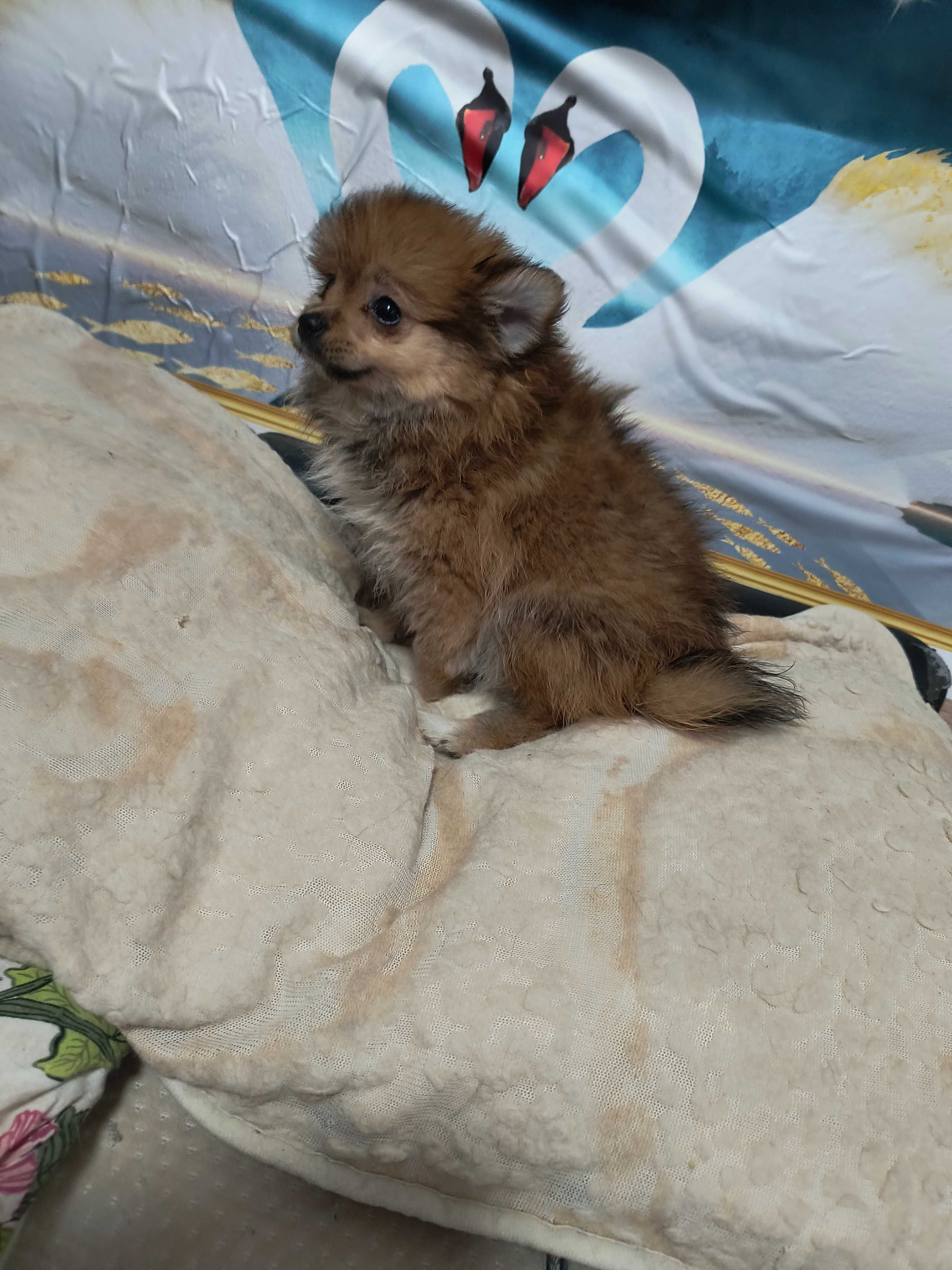 Pomeranian śliczny rasowy  piesek.