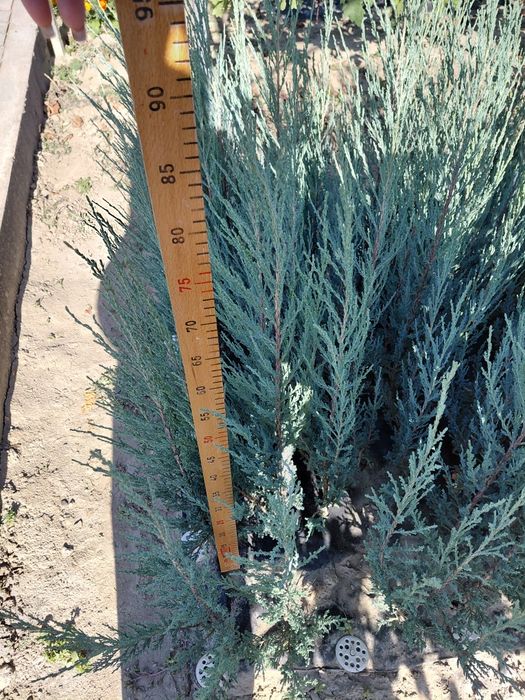 Саджанці ялівець Блю Ерроу, саженцы можжевельник Блю Ерроу, Blue Arrow