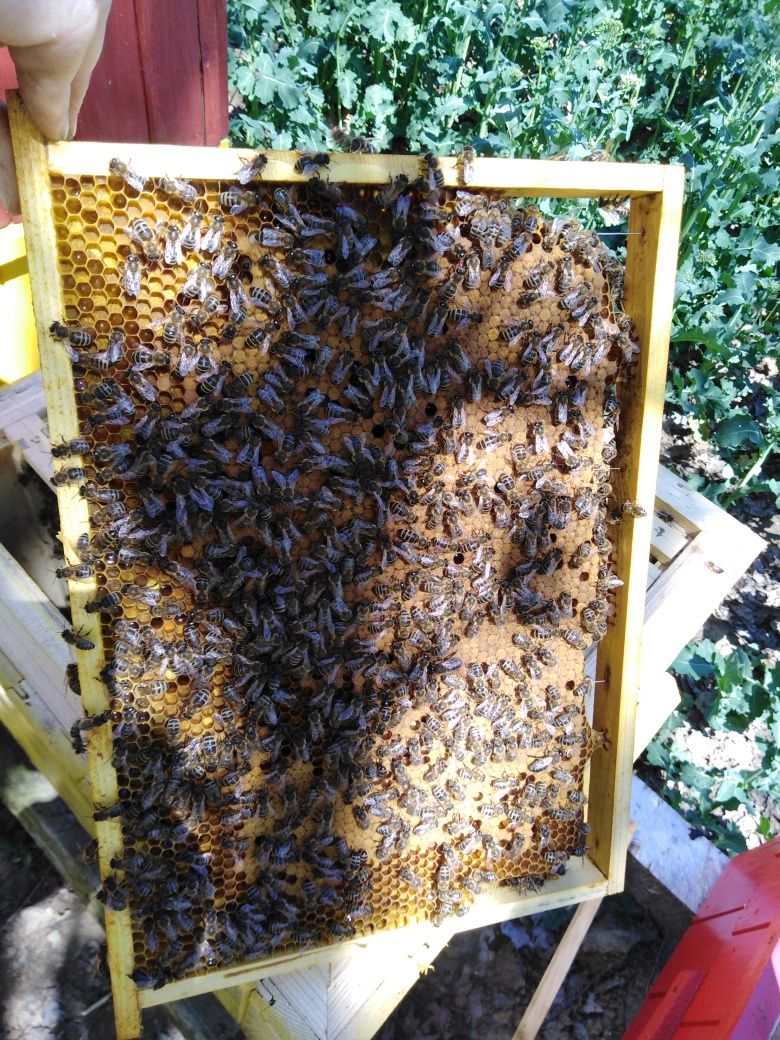 Odkłady pszczele wielkopolskie