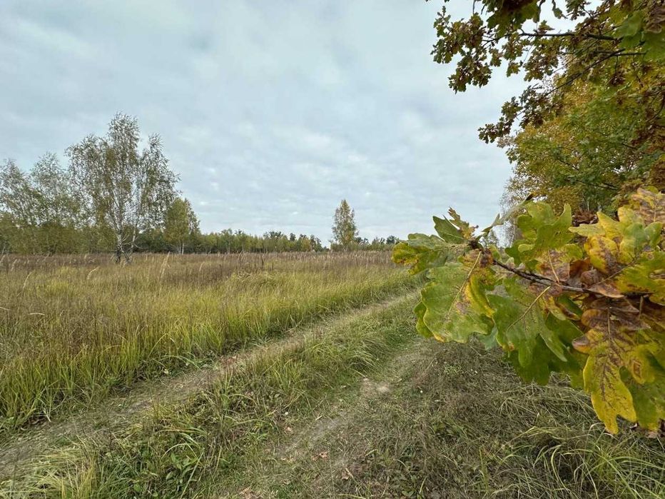 Продаж 201 сотка біля лісу ТЕРМІНОВО