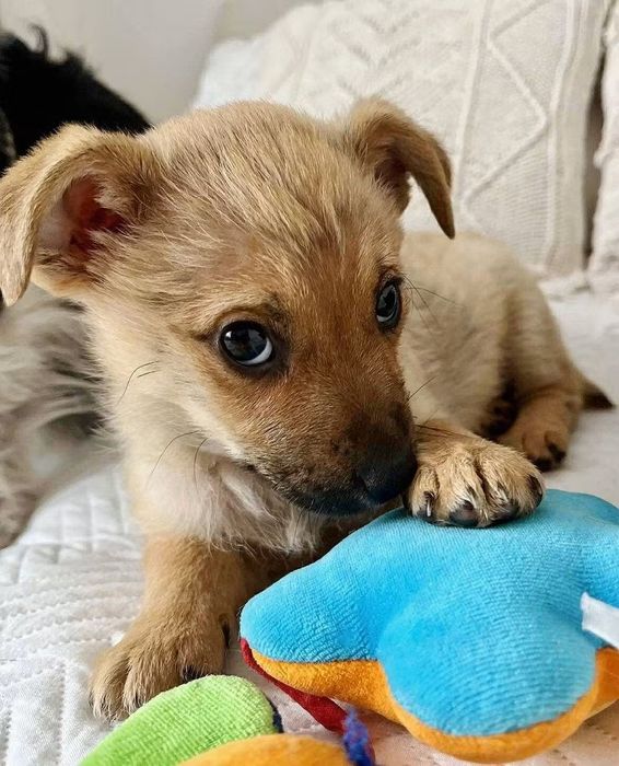 Mały Teo szuka domu