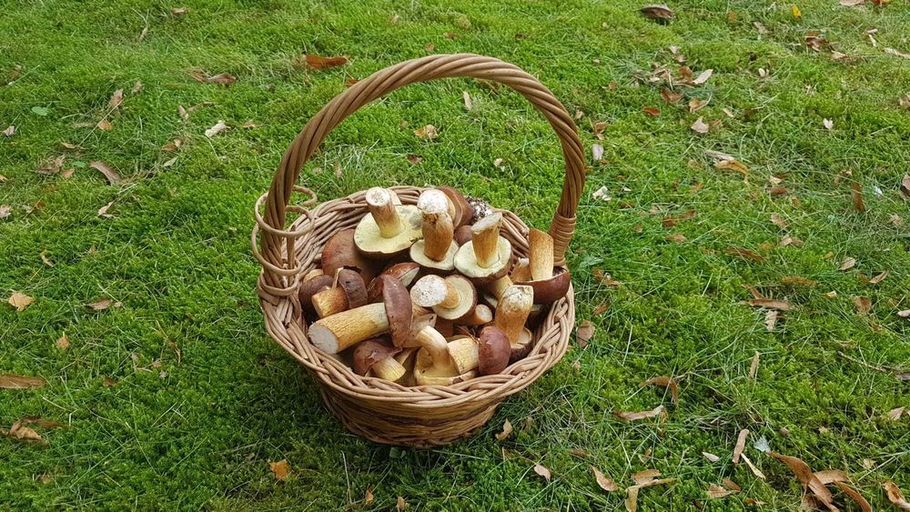 Domek nad jeziorem Kuźnickim w miejscowości Boruja