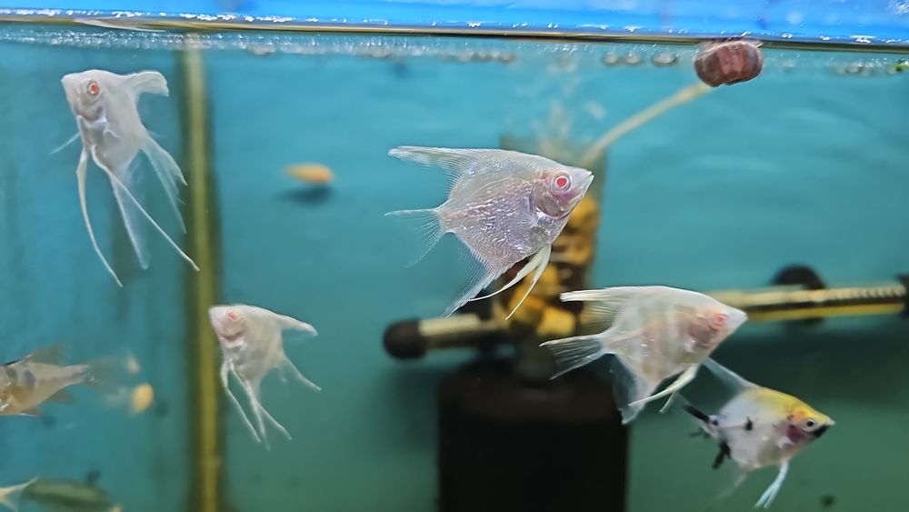 Escalar albino red eyes