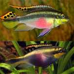 Kribensis casais e juvenis