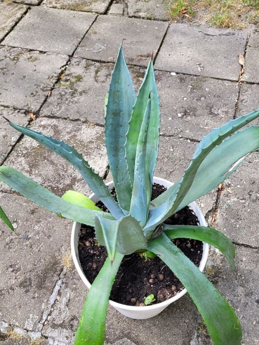 Agawa duza  w doniczce