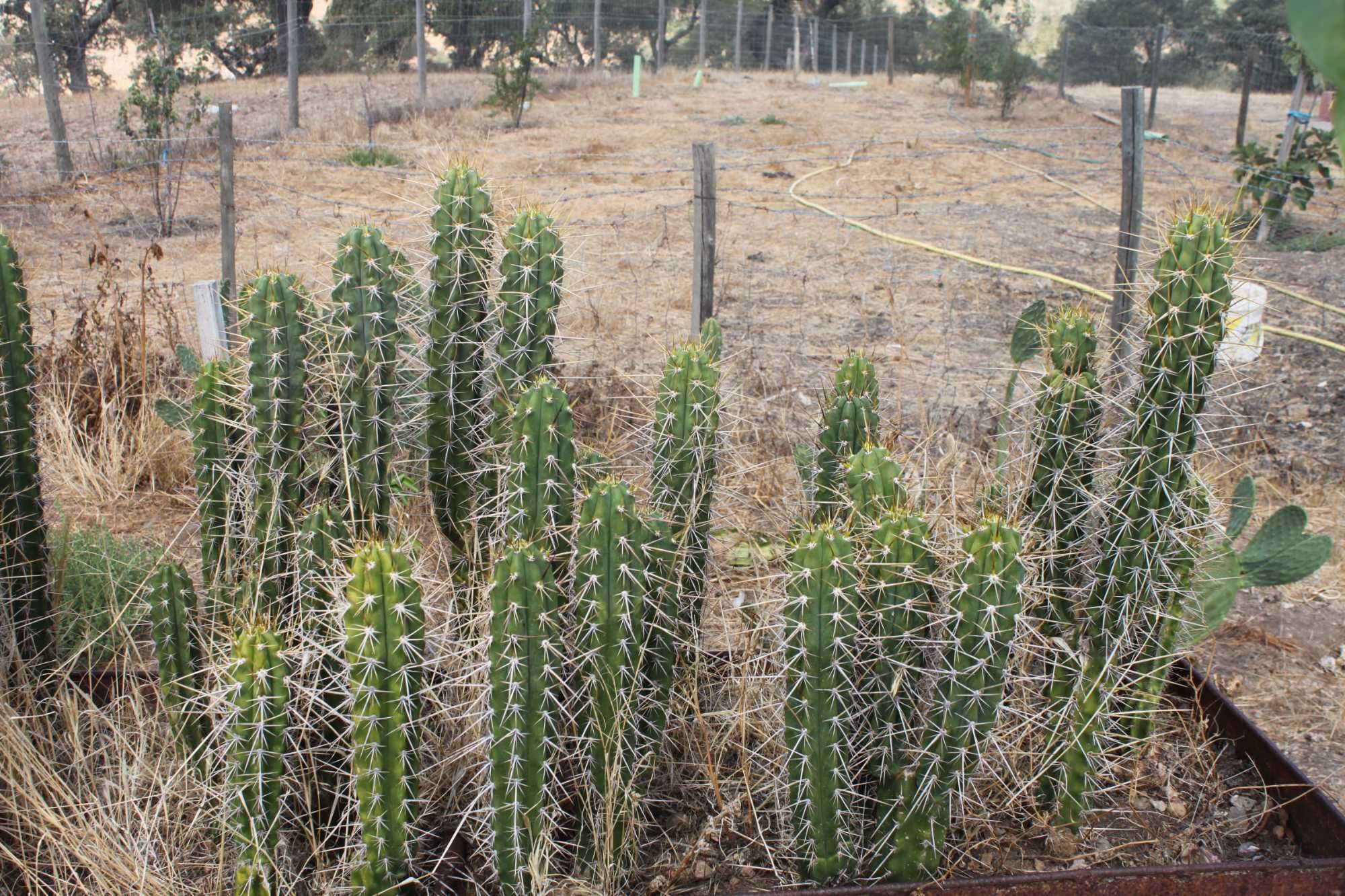 Cactos S. PEDRO..