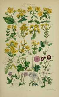 1876 r. Zielnik - Kwiaty reprint XIX w. grafik