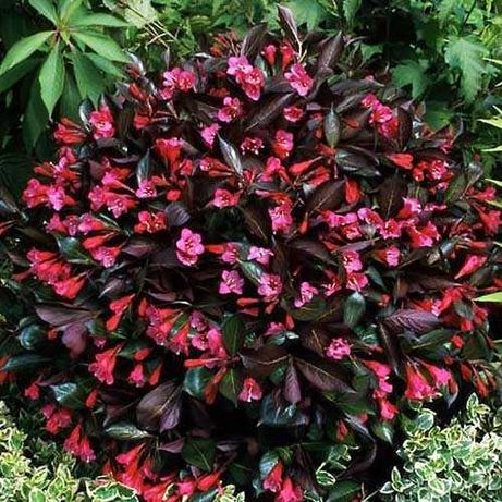 Вейгела Alexandra, variegata, candida, newport red, rosea