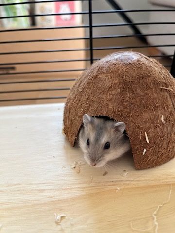 Chomik dzungarski Lottie