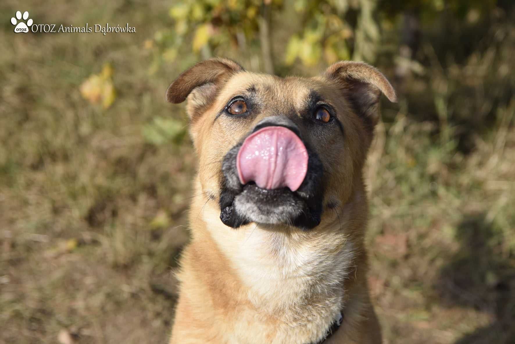 Mustang nadal szuka przyjaciela- OTOZ Animals Schronisko w Dąbrowce