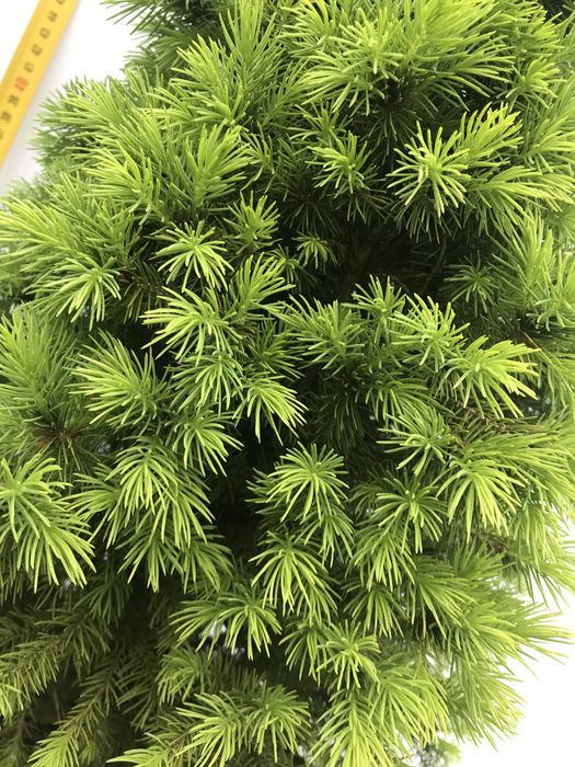 Świerk biały Conica