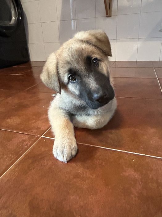 Cadela - Serra da Estrela com Pastor Alemão