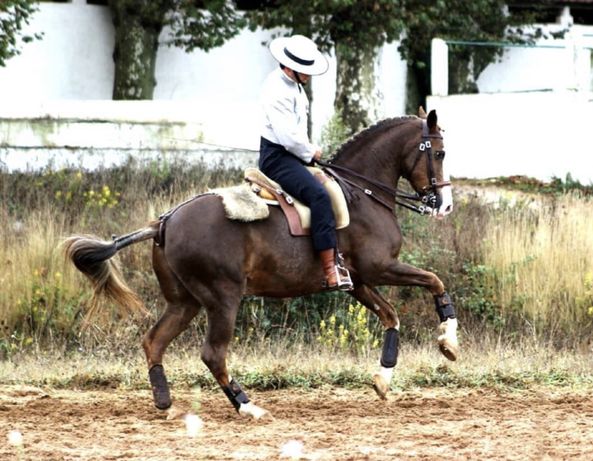 Cavalo cruzado português