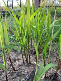 Miskant cukrowy chiński duże sadzonki trawa ozdobna