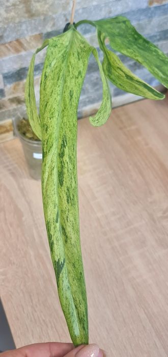 Philodendron Palaroense Mint,var.Rzadkość